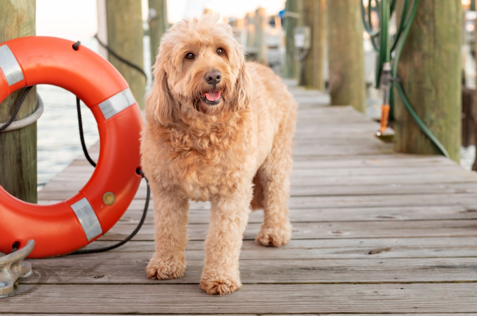 Mini Goldendoodle on a dock