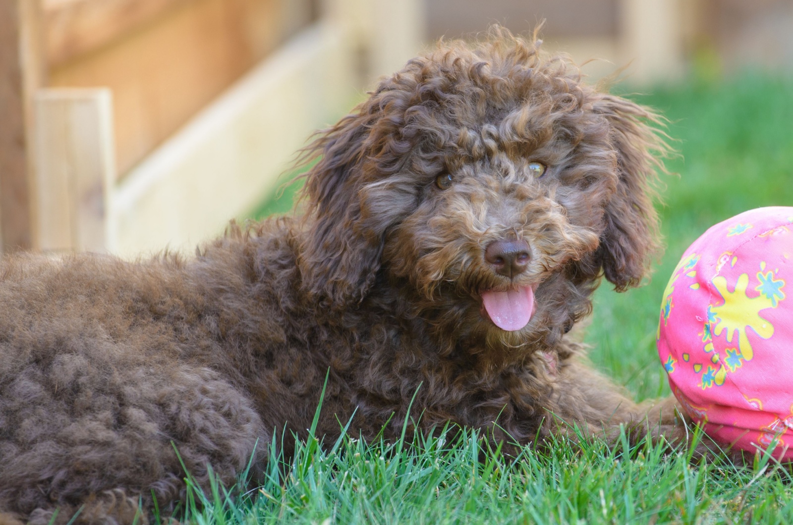 Mini Goldendoodle puppy