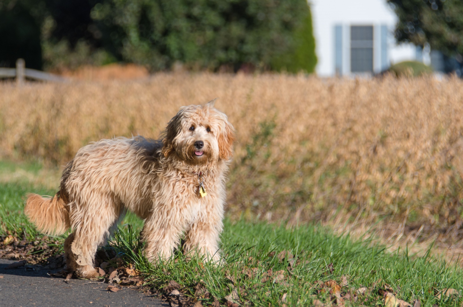 Mini Goldendoodle standing on a grass