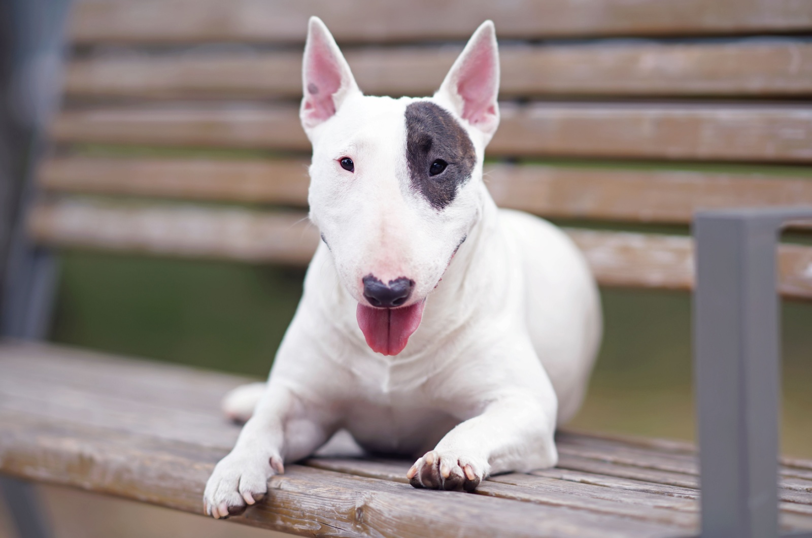 Miniature Bull Terrier sitting on a bench