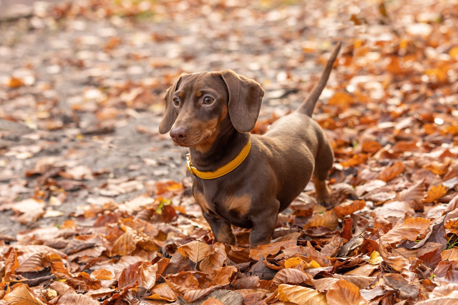 Miniature Dachshund