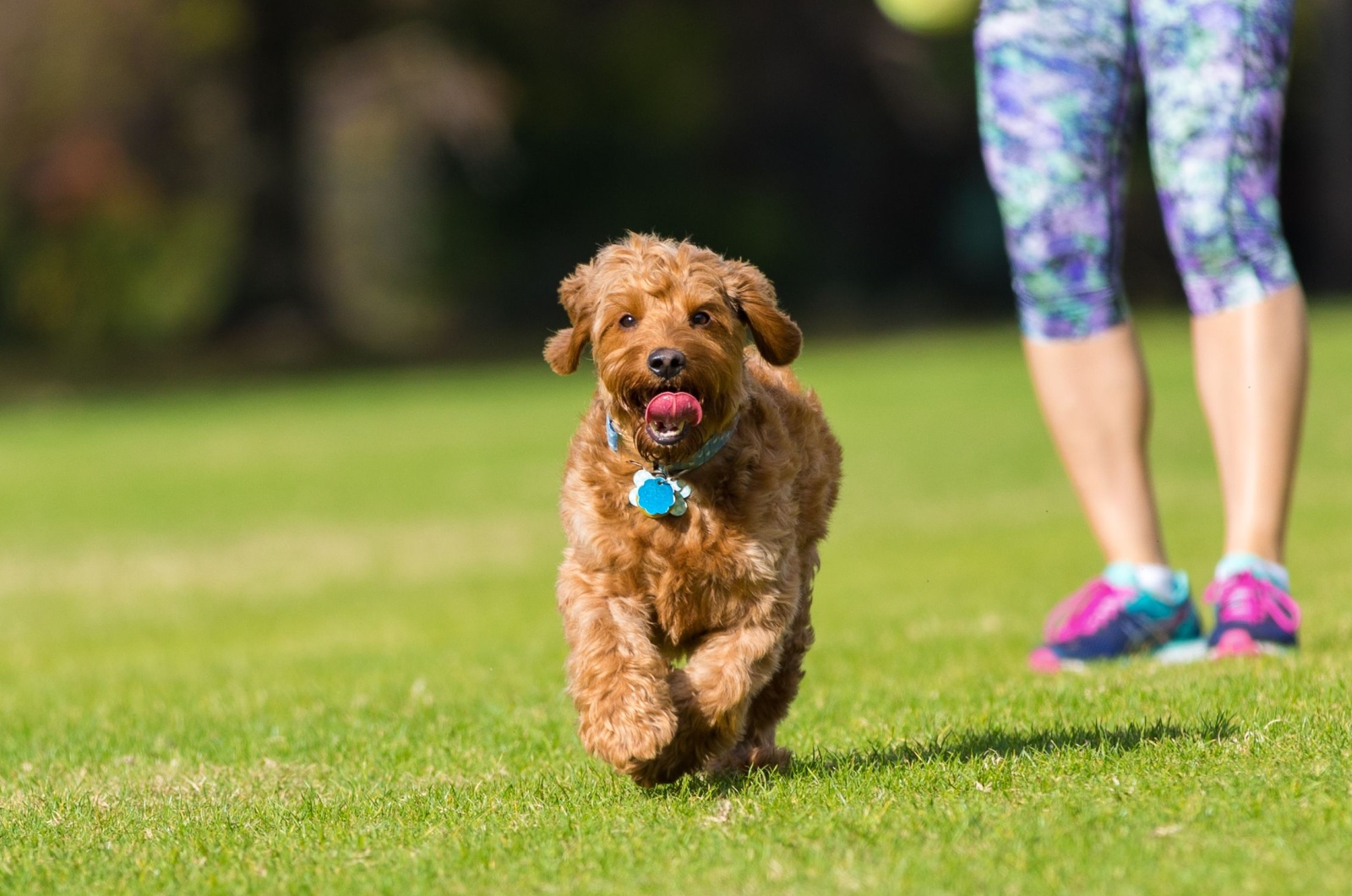 Miniature Goldendoodle