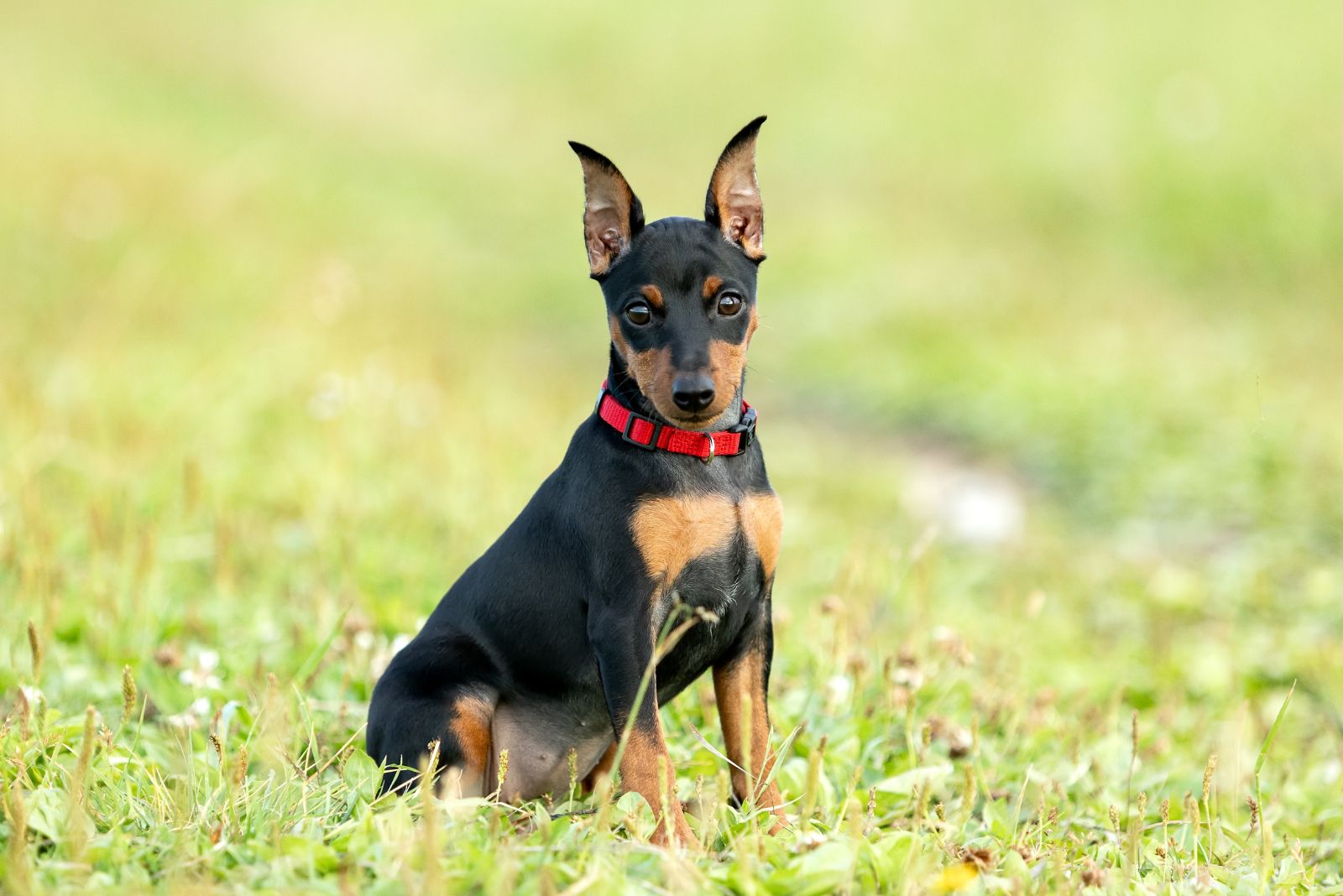 Miniature Pinscher