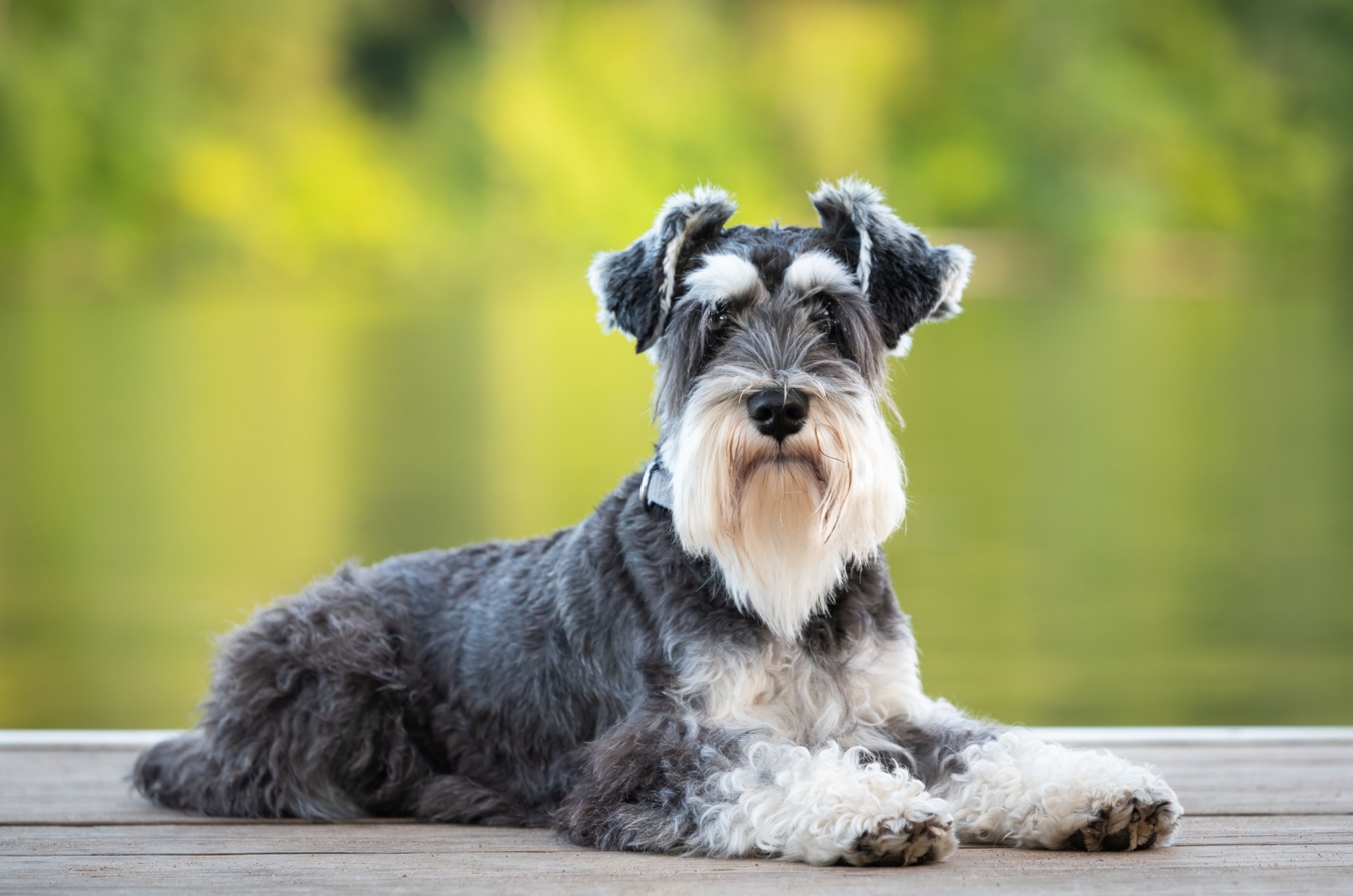 Miniature Schnauzer