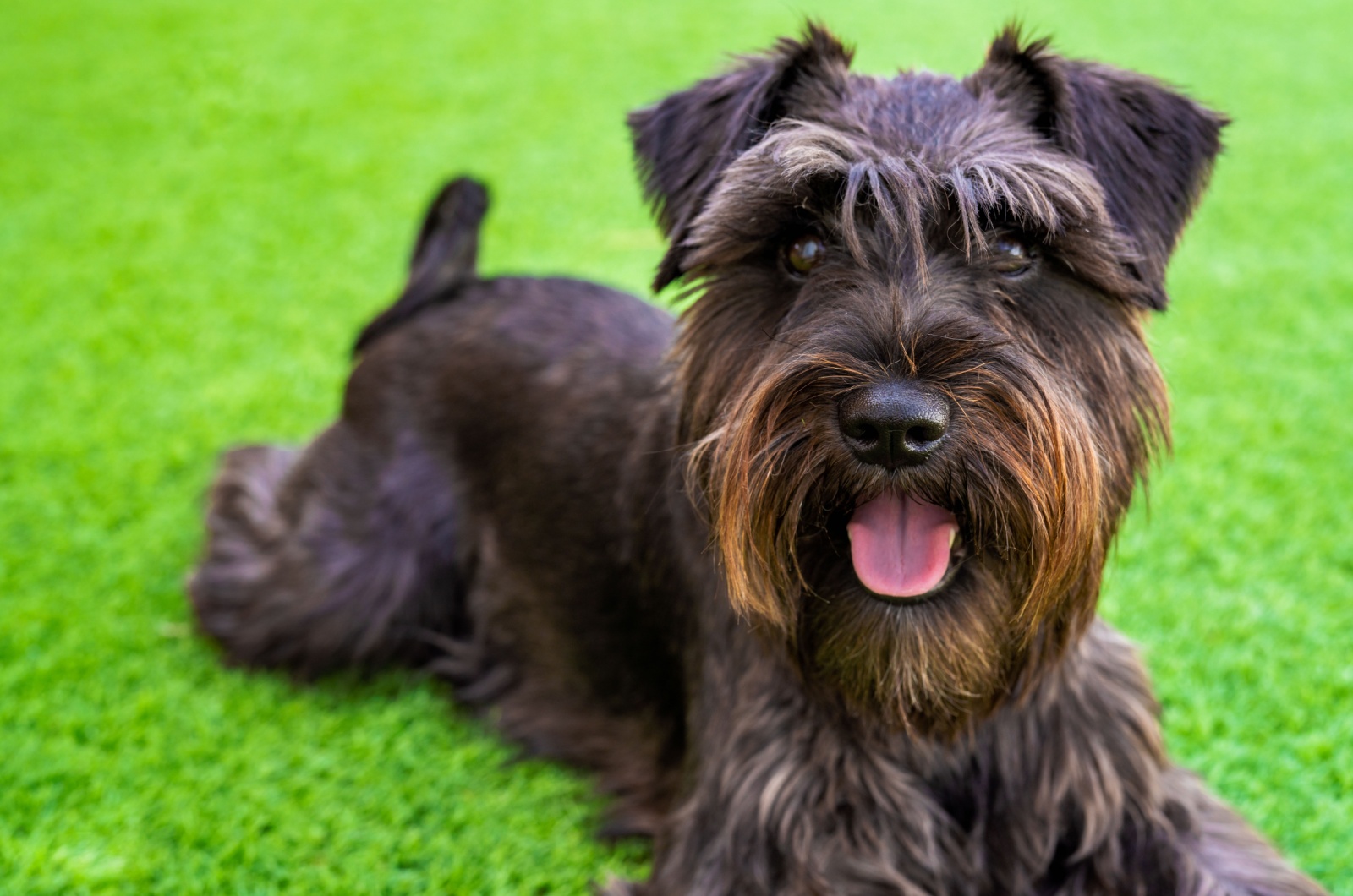 Miniature Schnauzer