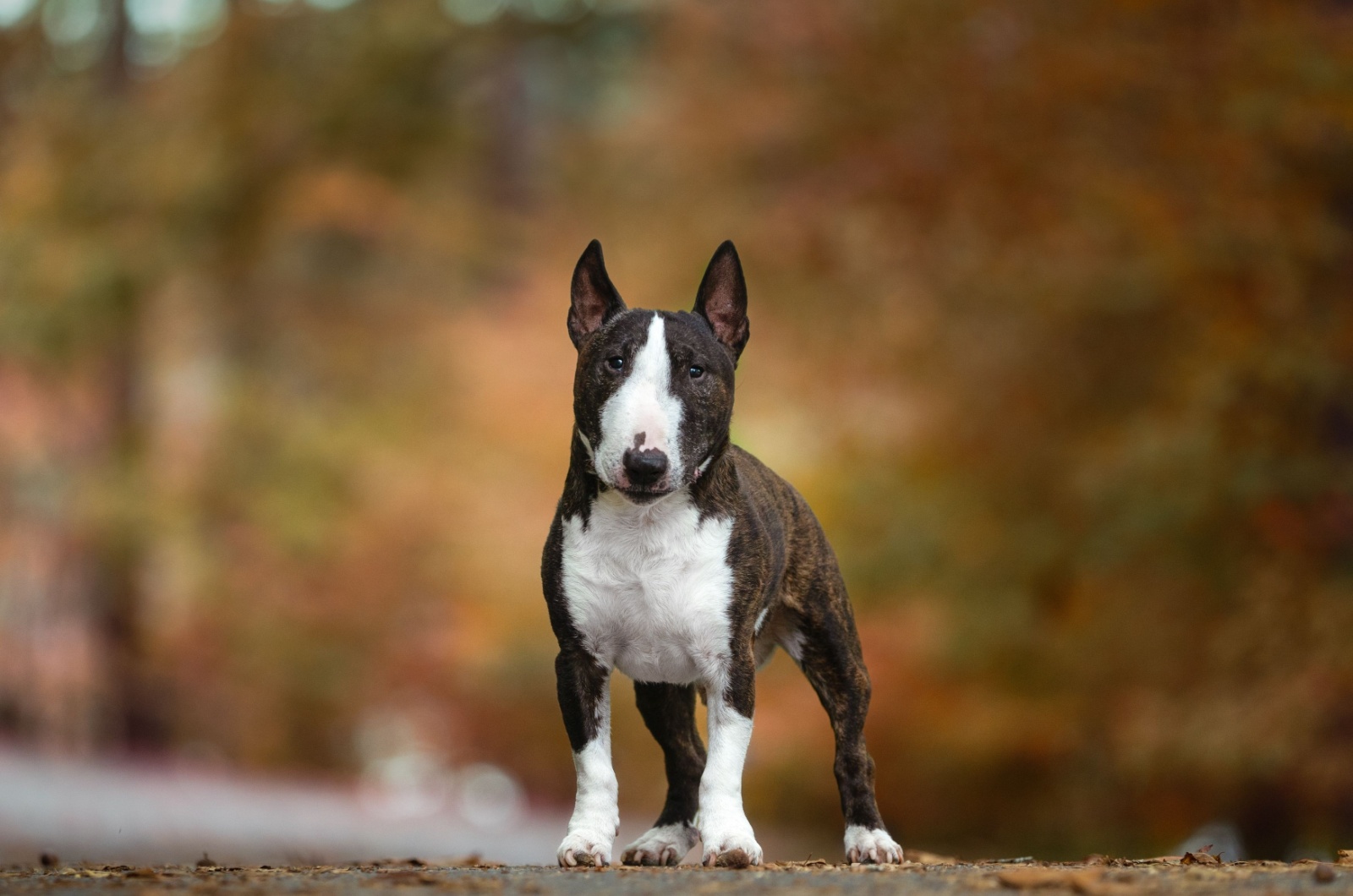 Miniature bull terrier