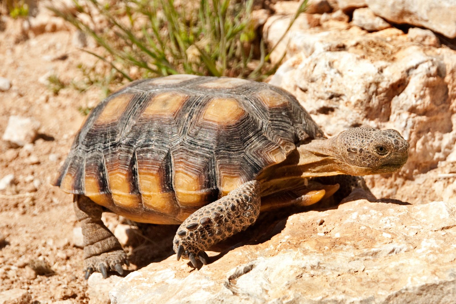 Mojave desert Tortoise