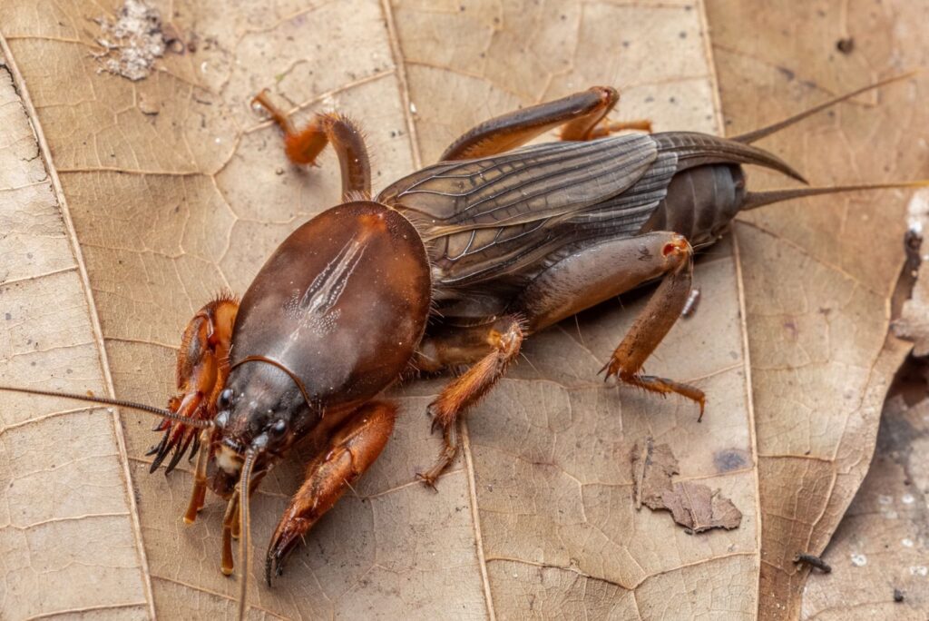 Mole cricket