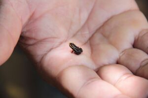 15 Tiniest Animals You Won’t Believe Are This Small