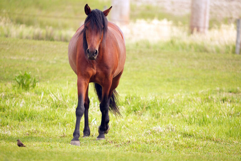 Best Riding Animals 11 Horse Breeds That Are Perfect Riding Companions