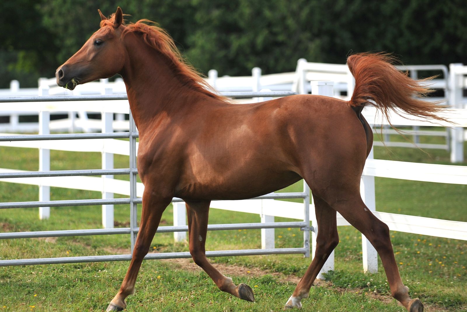 Morgan Horse