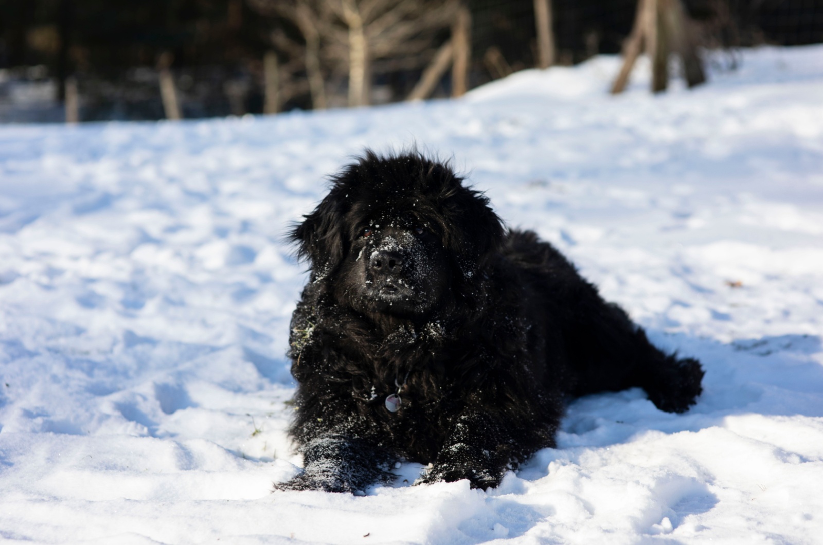 Moscow Water Dog