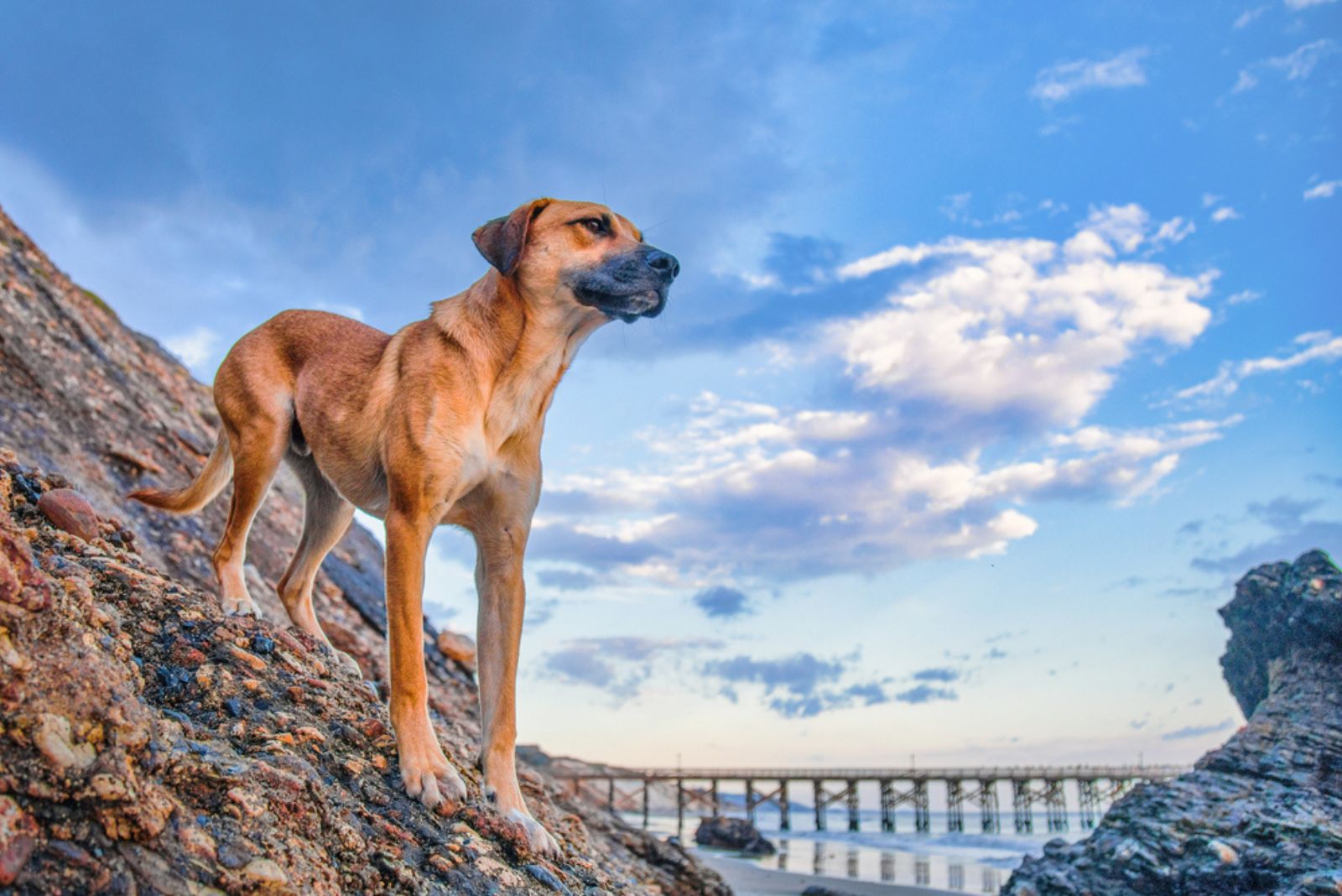 Mountain Cur dog