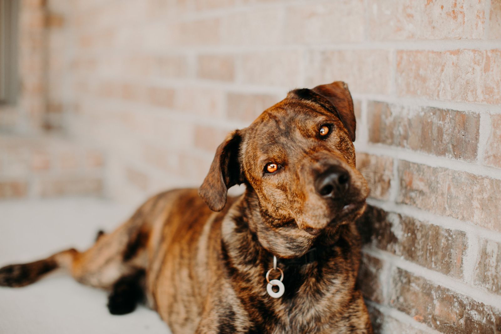 Mountain Cur