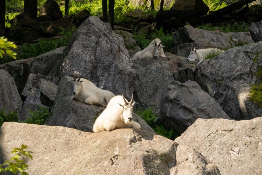 Mountain Goat