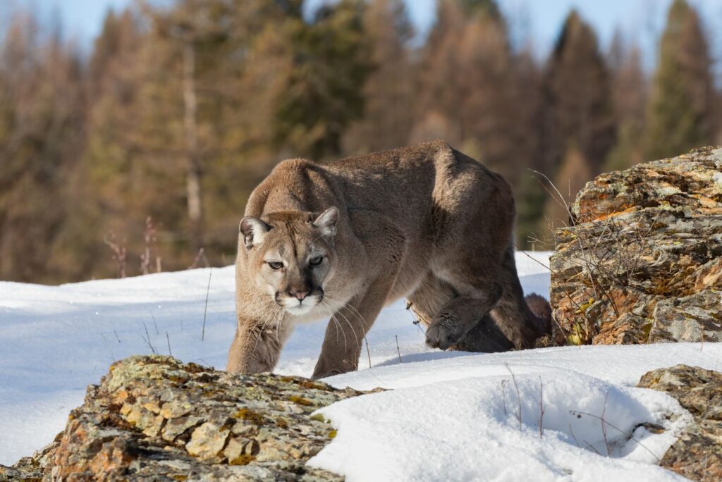 Mountain Lion