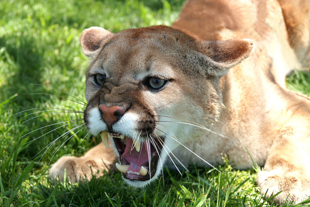 Mountain Lions