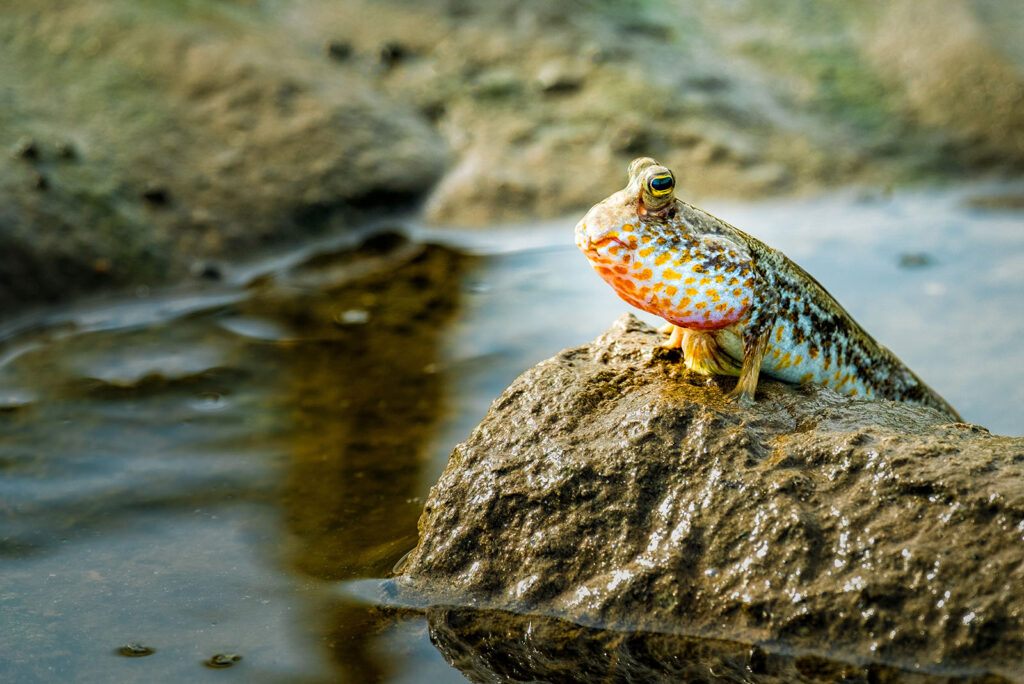 Mudskipper