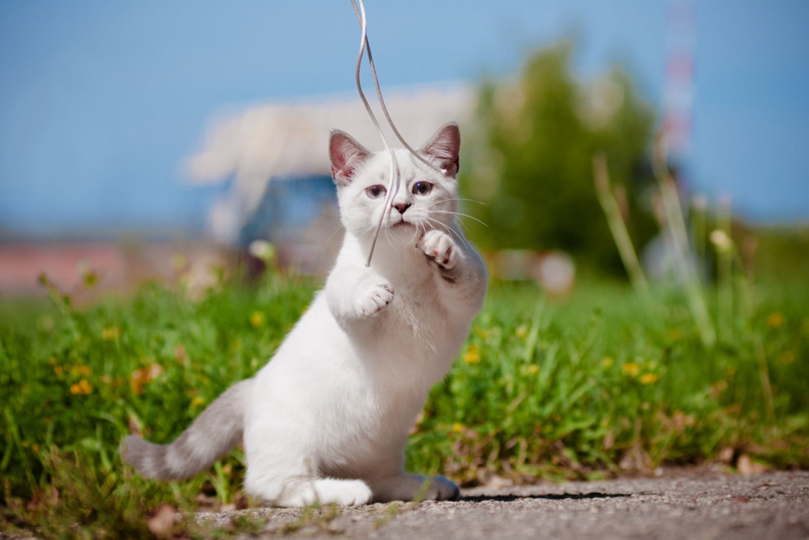 Munchkin cat playing