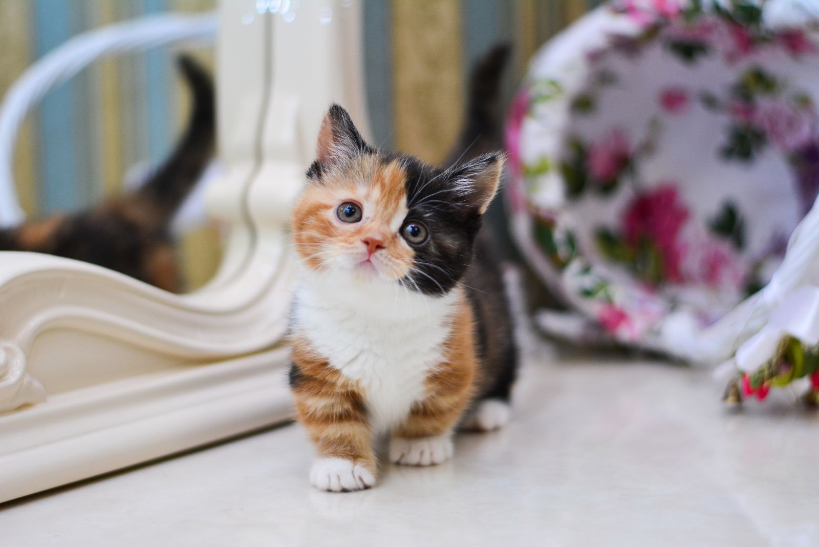 Munchkin kitten in front of mirror