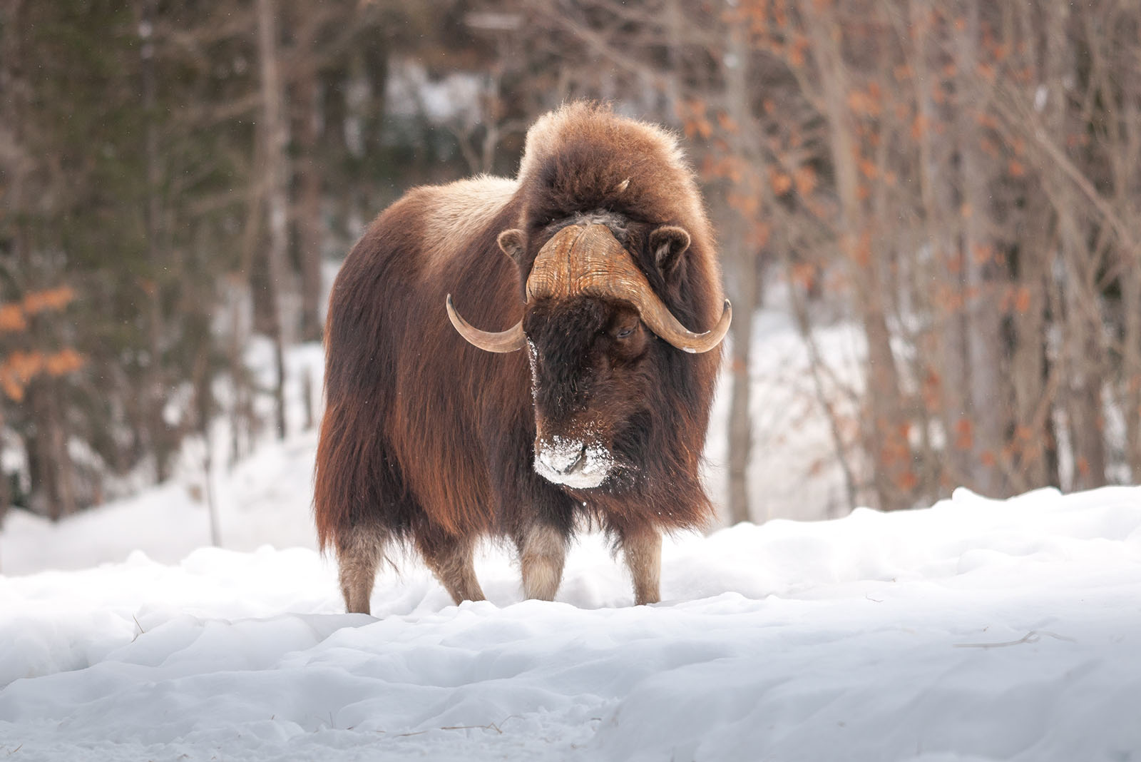 Musk Ox