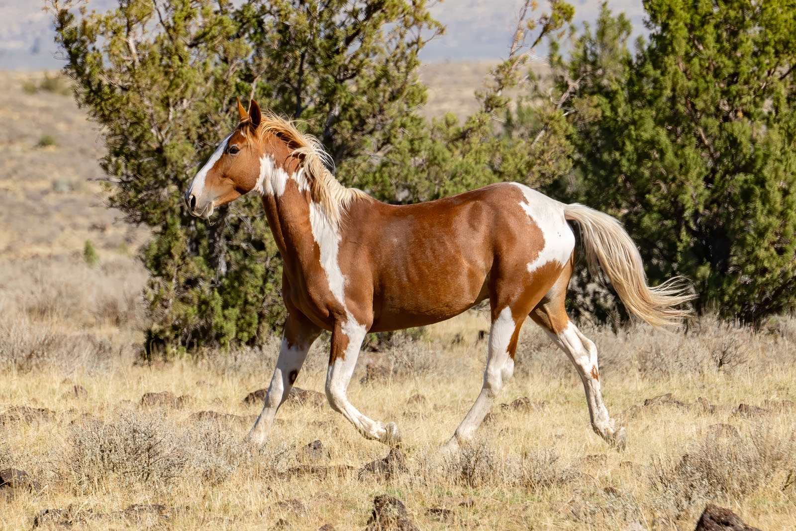 Mustang