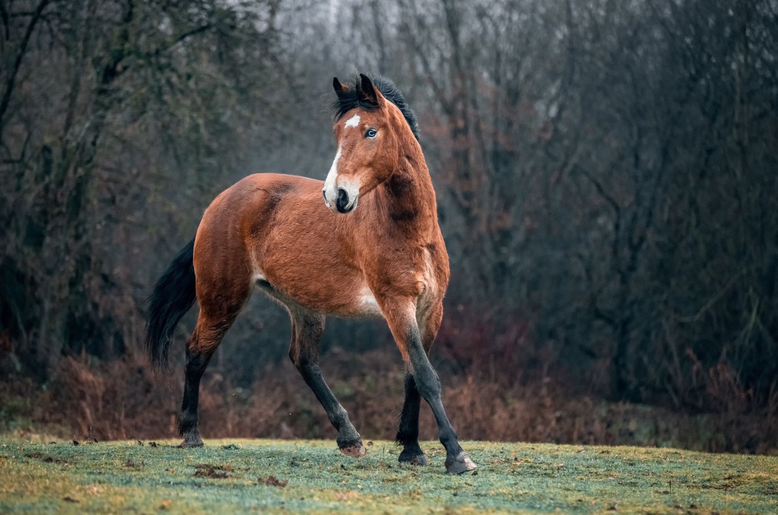 Mustang