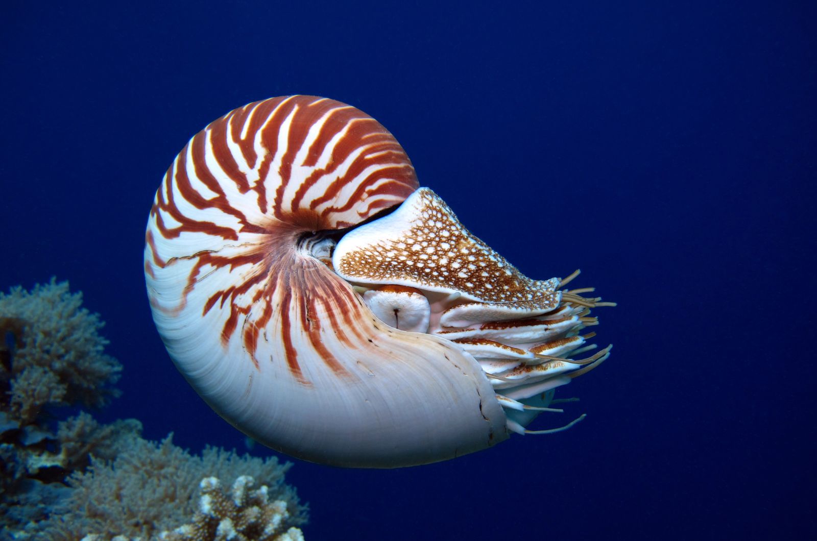 Nautilus