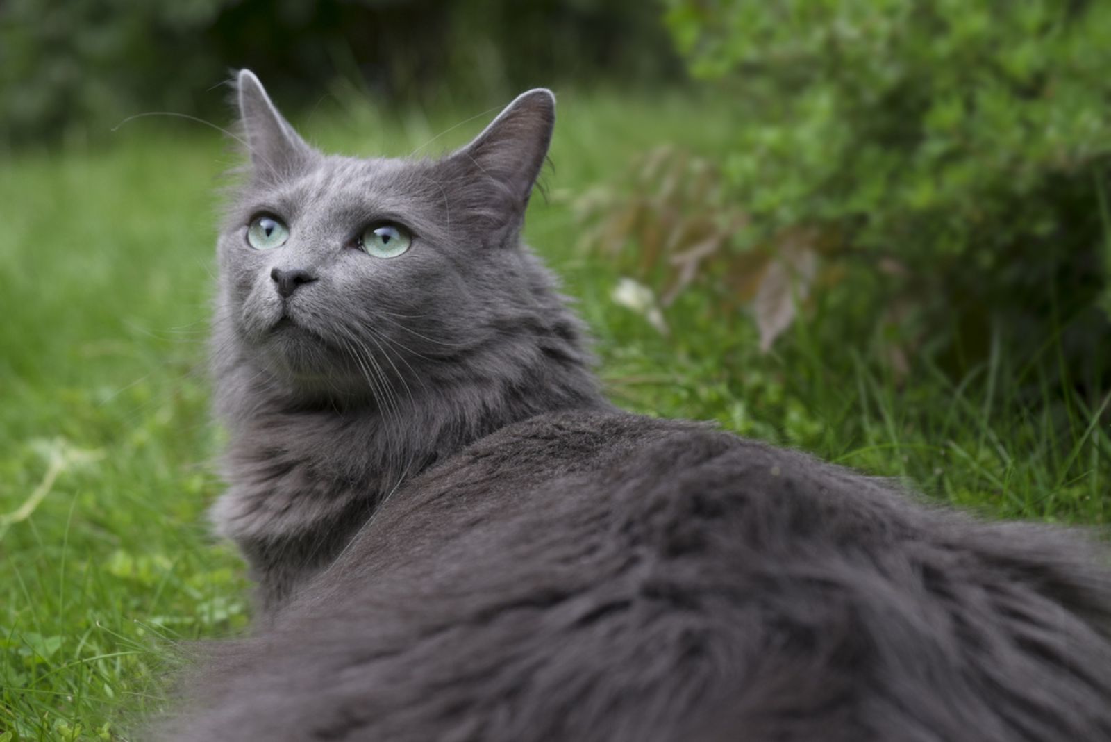 Nebelung cat