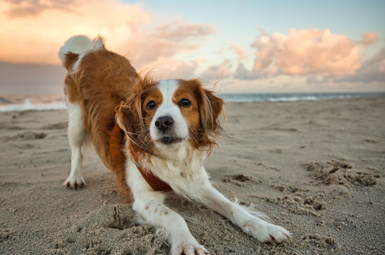 Nederlandse Kooikerhondje