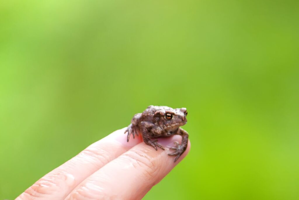 New Guinea Amau Frog