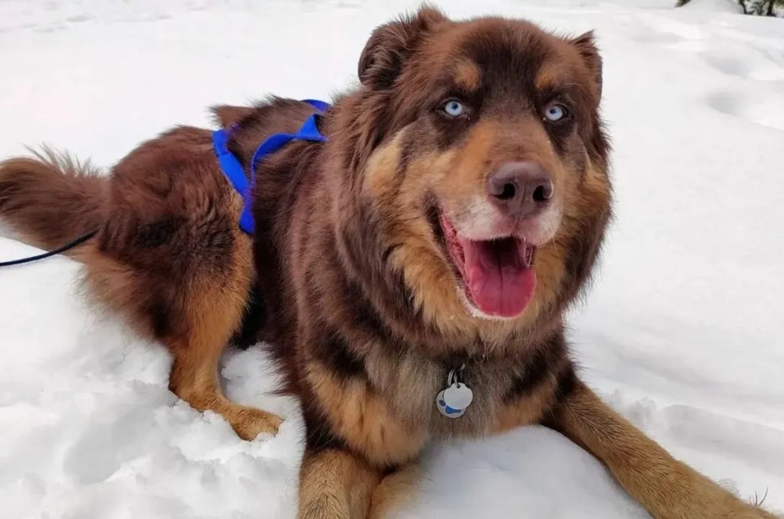 Newfie Husky