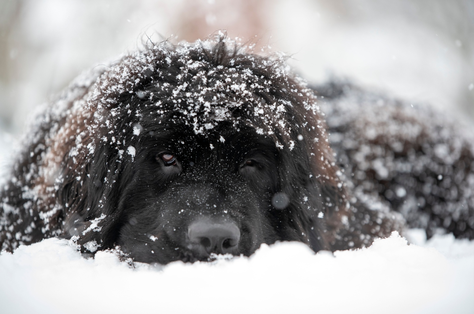 Newfoundland