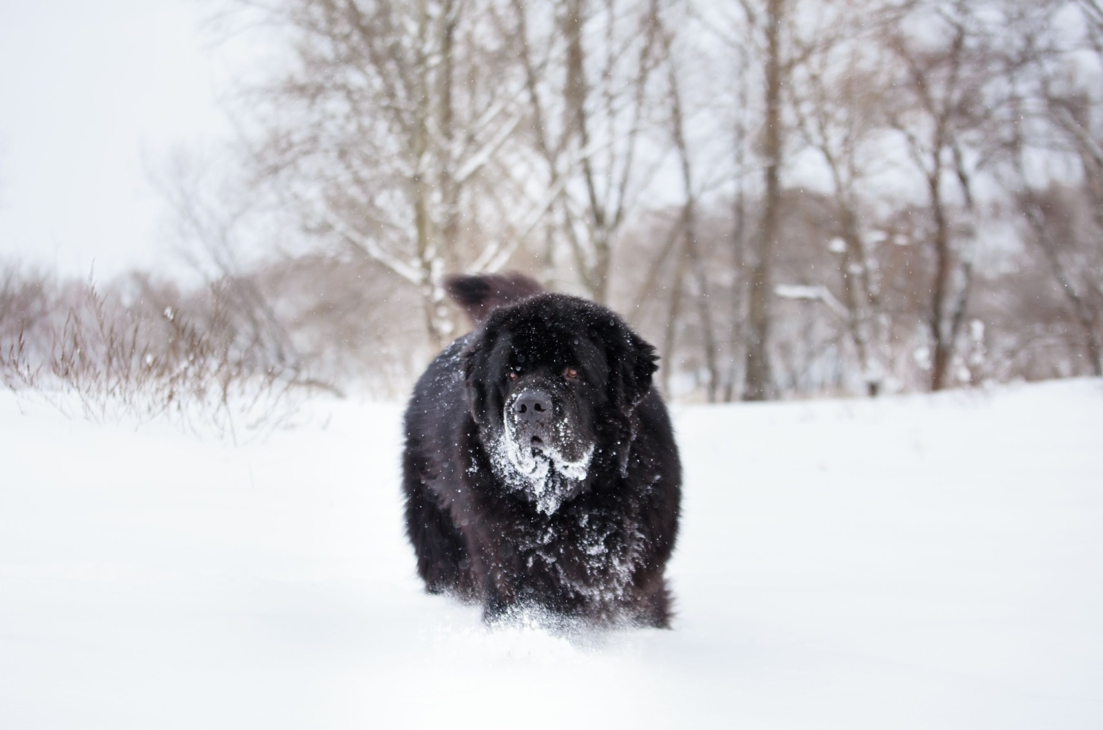 Newfoundland