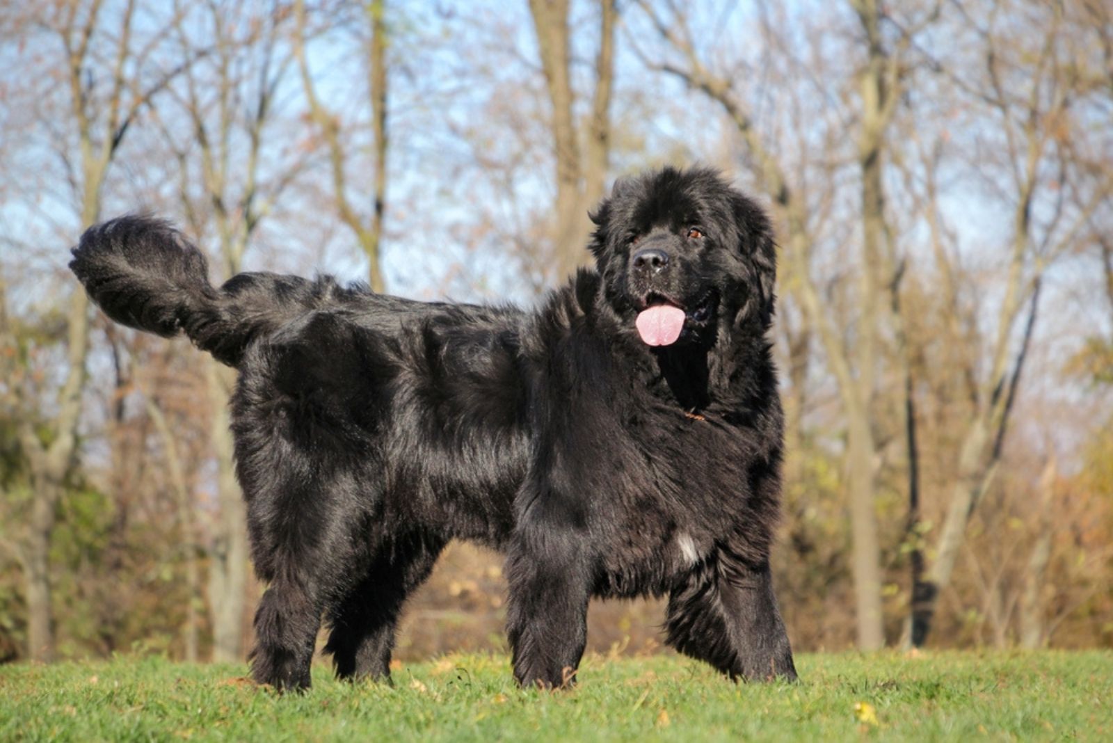 Newfoundland Dog