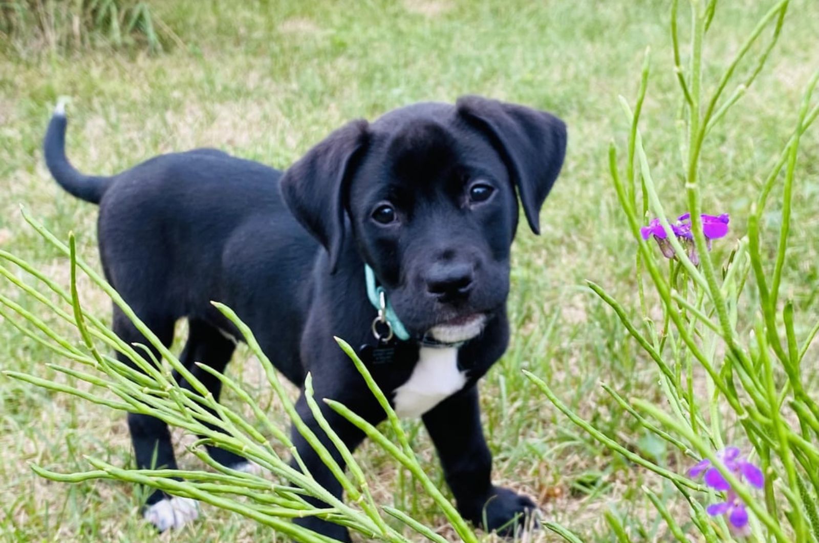 Newfoundland Pitbull Mix