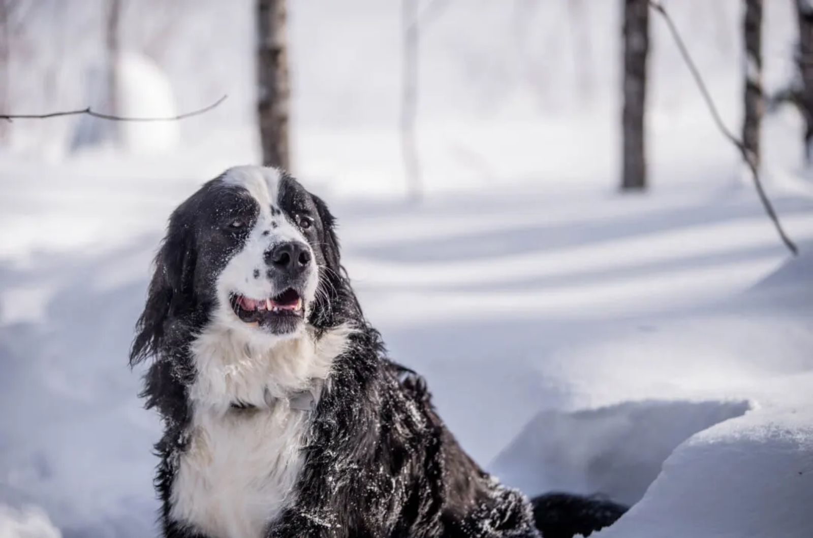 Newfoundland X Bernese Mountain Dog Mix