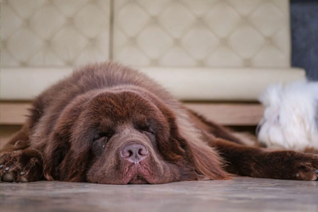 Newfoundland sleeping on the floor