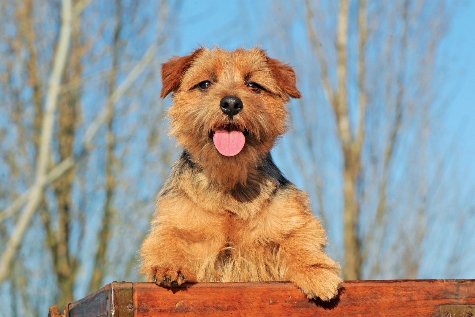 Norfolk Terrier