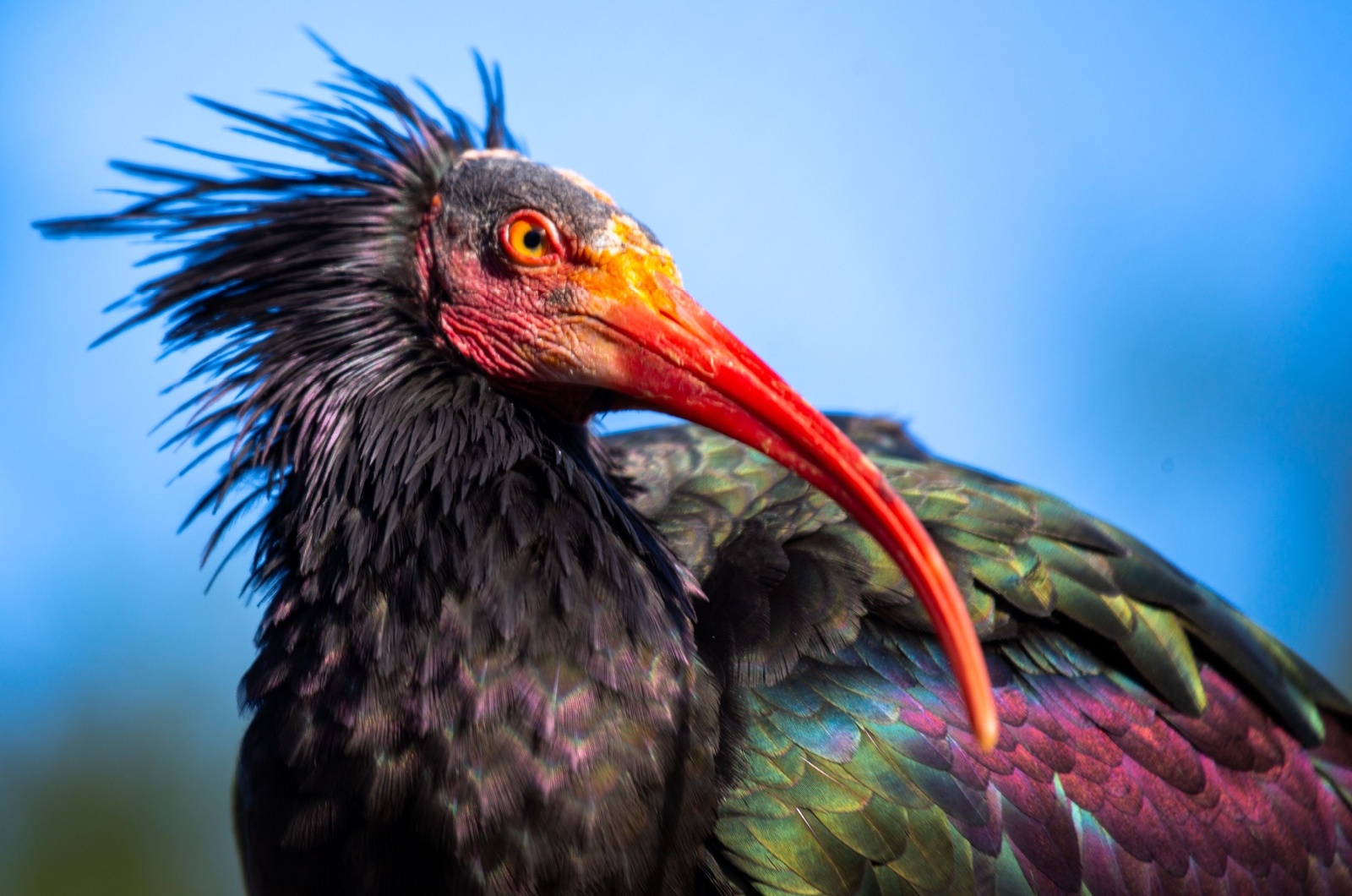 Northern Bald Ibis