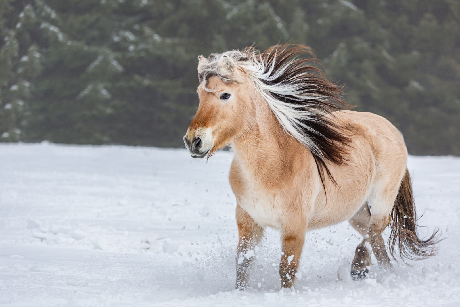 Norwegian Fjord Horse