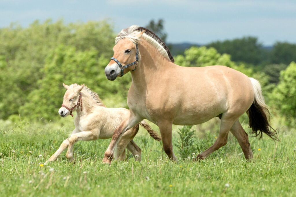 Norwegian Fjord Horse