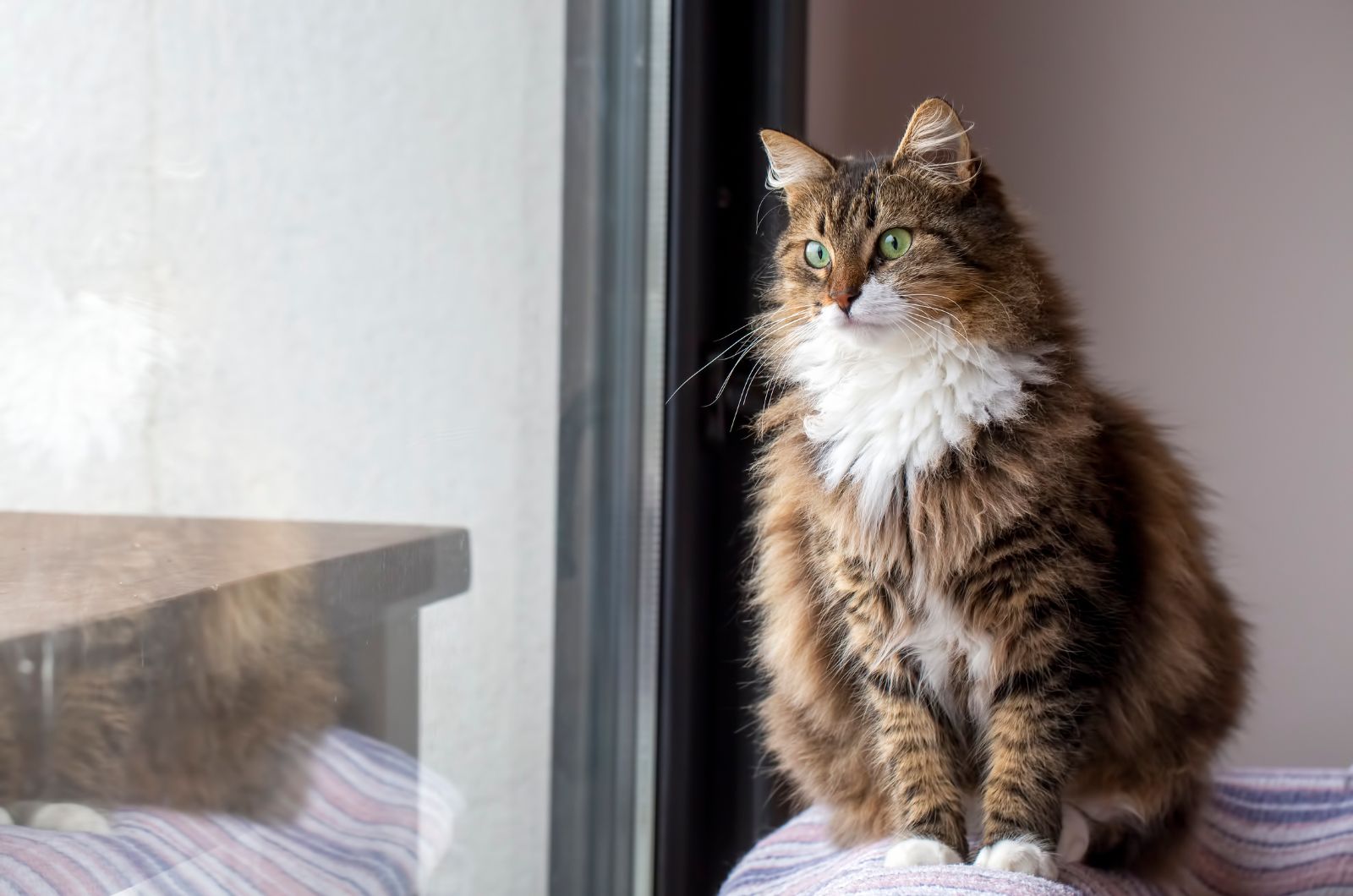 Norwegian Forest Cat