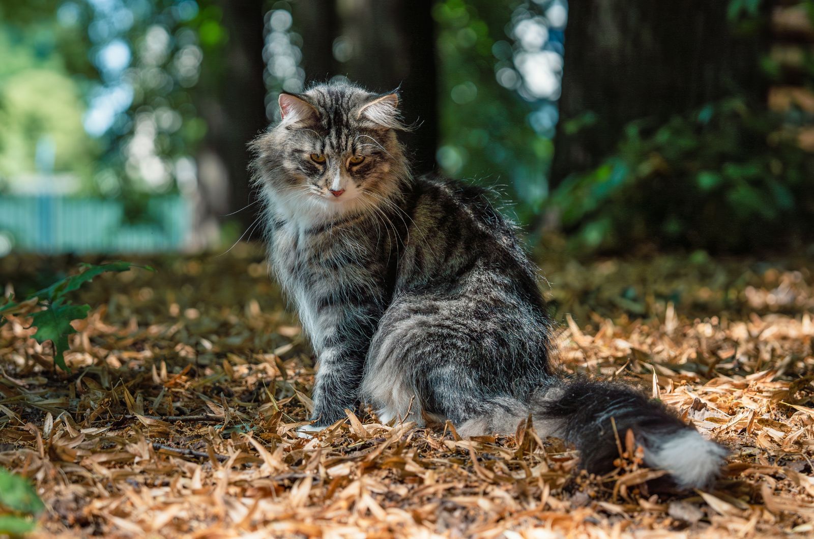 Norwegian Forest Cat