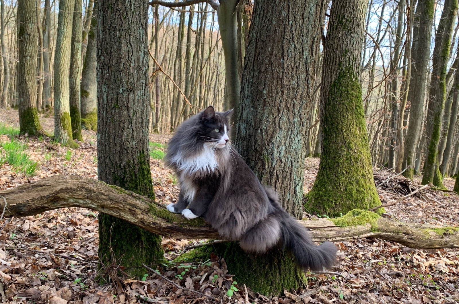 Norwegian Forest Cat in forest