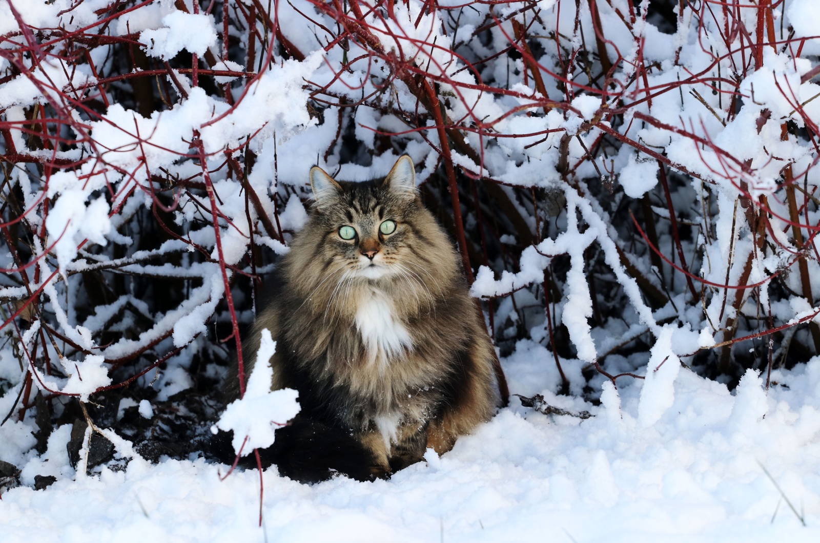 Norwegian Forest Cat in snow