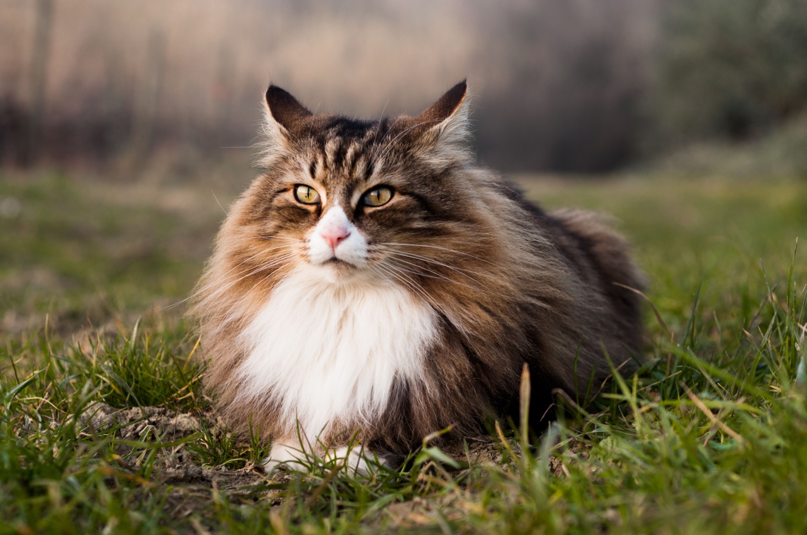 Norwegian Forest Cat laying down