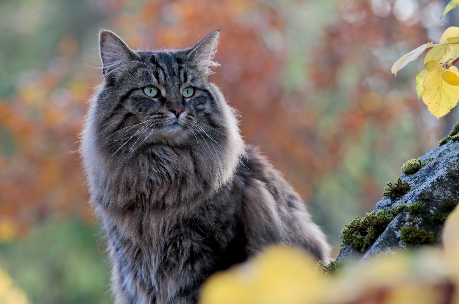 Norwegian Forest Cat sitting down