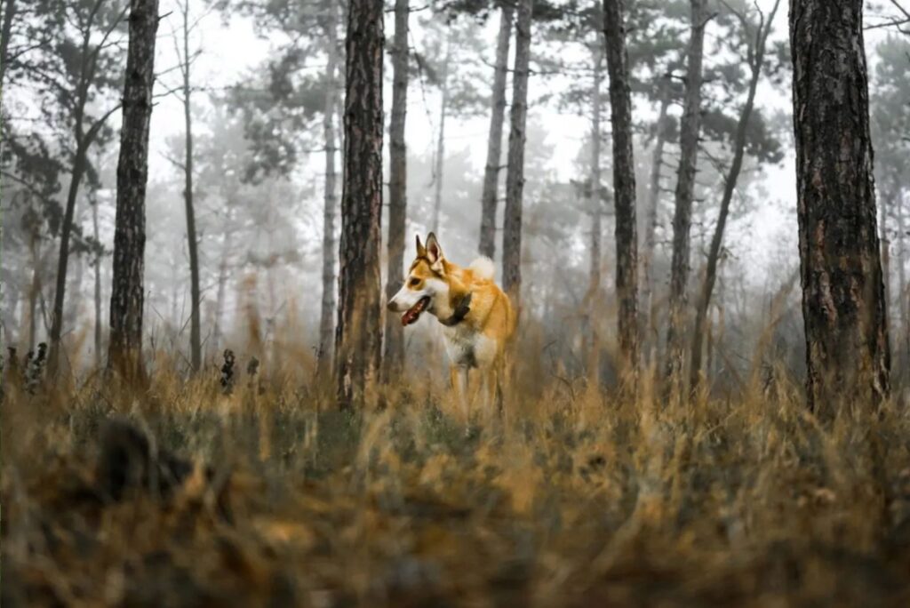 Norwegian Lundehund