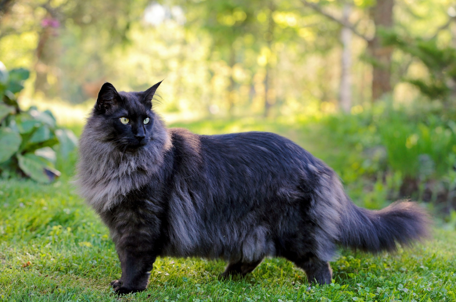 Norwegian forest cat